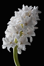Hyacinth, Hyacinthus, Side view of a single white flowerhead with multiple florets on a curved stem.