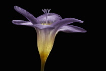 Freesia, Side view of single lilac coloured flower glowing yellow at the base and stamens protrude above the flower.