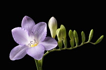 Freesia, Side view of single lilac coloured flower with buds.
