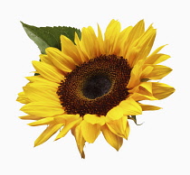 Sunflower, Helianthus annuus, Front view of single yellow flowerhead with a leaf,