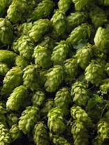 Hop, Humulus lupulus, A mass of freshley picked green hop flowers filling the frame.