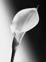 Calla lily, Zantedeschia, Black and white image of front view of one flower and stem, showing the curved single petal against a light to dark graduated background.