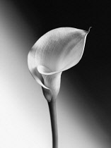 Calla lily, Zantedeschia, Black and white image of front view of one flower and stem, showing the curved single petal against a light to dark graduated background.