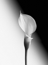 Calla lily, Zantedeschia, Black and white image of front view of one flower and stem, showing the curved single petal against a light to dark graduated background.