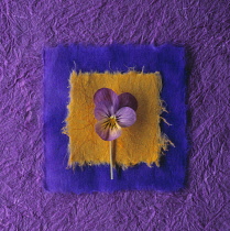 Heart's ease, Viola tricolor, Graphic overhaed shot of single flower with stem laid onto yellow and purple coloured squares of japanese paper, matching the flower colours.