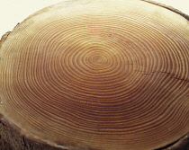 Cedar, Cedrus, A slice through a tree trunk showing the many rings and some outer bark.