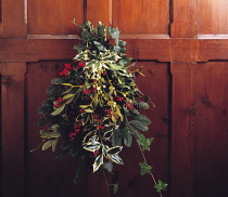 Mistletoe, Viscum album. ivy, hedera helix, Holly, Ilex aquifolium 'Silver Queen' with red berries and fir or sprucem All combined in a bunch and hung on dark wood panelling as a Christmas decoration.