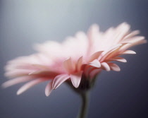 Gerbera daisy, Gerbera jamesonii, Side view of a pale pink flower against grey with very selective focus giving a soft overall feel.
