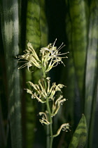 Mother-in-law's tongue, Sansevieria trifasciata, Side view of one flowering stem with pale yellow tubular flowers and leaves behind. Nectar drolets on stem.