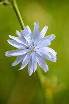 Chicory, Cichorium intybus, Close front view of one pale blue daisy flower growing off the side of a stem.