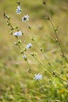 Chicory, Cichorium intybus, Front view of pale blue daisy flowers growing off the side of several stems.