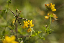 Greater Bird's foot trefoil, Lotus pedunculatus, Side view of several flowerheads of groups of pea shaped flowers with one spikey seedhead forming in the shape of a birds foot, hence its name.