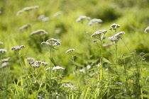 Yarrow, Achillea millefolium, Growing wild in a meadow.