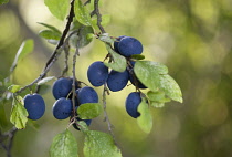 Damson plum, Prunus domestica L. subsp. insititia, Several black fruits with a blue bloom hanging in a group from twigs with leaves.