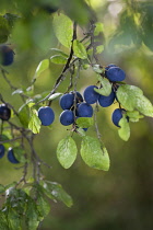 Damson plum, Prunus domestica L. subsp. insititia, Several black fruits with a blue bloom hanging in a group from twigs with leaves.