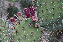 Prickly pear cactus, Opuntia humifusa, Close view of spikey leaves and fruit starting to colour deep red with a snail sat on one leaf.