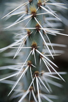 Cactus, A spikey blue leaf showing groups of spines.