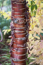 Cherry, Japanese flowering cherry, Prunus serrulata, Side view of trunk with peeling red and maroon bark.