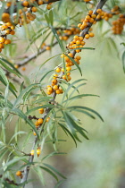 Sea Buckthorn, Hippophae rhamnoides,Twigs with narrow leaves and clusters of orange berries.