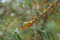 Sea Buckthorn, Hippophae rhamnoides, Twig with narrow leaves and clusters of orange berries.