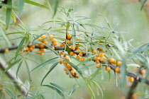 Sea Buckthorn, Hippophae rhamnoides, Twig with narrow leaves and clusters of orange berries.