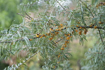 Sea Buckthorn, Hippophae rhamnoides, Twig with narrow leaves and clusters of orange berries.