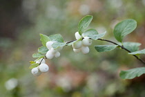 Snowberry, Gaultheria hispida, Twig with leaves and large white berries.