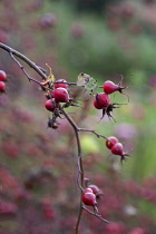 Irish rose. Rosa canina x pimpinellifolia, Several red hips on a twig of this rare hybrid rose found in Ireland.