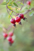 Californian wild rose, Rosa californica, Close side view of cluster of red hips with others soft focus behind.