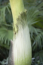 Titum arum, Amorphophallus titanum, Bud of the foul smelling giant phallus like plant showing the crinkled petal of the flower waiting to open.