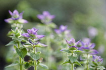 Clary sage, Salvia viridis 'Marble Arch mixed', Side view of several stems backlit, showing purple tinged bracts.