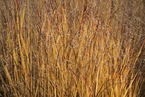 Switch grass, Panicum virgatum 'Shenandoah', Side view of mass of seedheads and golden brown leaves showing autumn red tinge.