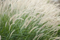 Fountain grass, Pennisetum alopecuroides 'Fairy tails', Side view of a mass of creamy beige soft flowering plumes bent over in the wind.