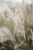 Japanese silver grass, Miscanthus sinensis 'Sirene', Side view of backlit feathery plume against others soft focus behind.