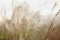 Japanese silver grass, Miscanthus sinensis 'Sirene', Side view of 2 backlit feathery plumes against others soft focus behind.