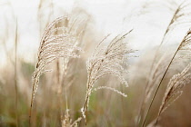 Japanese silver grass, Miscanthus sinensis 'Sirene', Side view of 2 backlit feathery plumes against others soft focus behind.