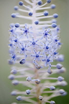 Madeira squill, Scilla madeirensis, Close side view of a flower spike with the tiny star shaped pale blue flowers only open in a band  while others remain in bud.