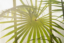 Palm, Fan palm, Close view of leaves backlit against the greenhouse window of Kew garden's Palm House, creating a pattern of green and light.