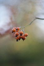 Rose, Rosa glomerata, Twig with a cluster of small orange hips of this wild climbing rose.