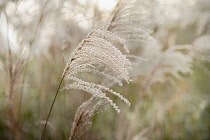 Japanese silver grass, Miscanthus sinensis 'Sirene'. Side view of one feathery plume against others soft focus behind.