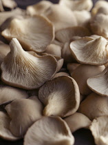 Oyster mushroom, Pleurotus ostreatus, Top view of several pale brown mushrooms some upturned showing the cream gills.