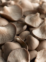 Oyster mushroom, Pleurotus ostreatus, Top view of several pale brown mushrooms some upturned showing the cream gills.