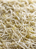 Mung bean, Vigna radiata, Top view of a mass of beanshoots or beansprouts shot with selective focus.