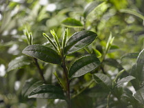 Tea plant, Camellia sinensis, Front view of some twigs with older dark green leaves and buds used for white tea.