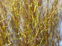 Redbush or Rooibus, Aspalathus linearis, Side view of a mass of red twigs with needle like leaves used to make the tea.