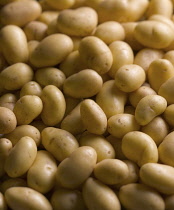 Potato, Solanum tuberosum 'Charlotte', Top view of lots of small clean potatoes with selective focus.