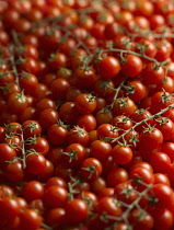 Tomato, Lycopersicon esculentum 'Gardeners Delight', Top view of a mass of small red tomatoes, some on stems.