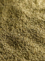 White mustard, Sinapis alba, Mass of mustard seeds.