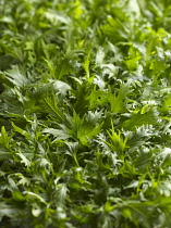 Mizuna, Brassica rapa nipposinica, Top view of a mass of salad leaves with deeply cut edges.