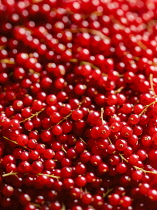 Currant, Redcurrant, Ribes rubrum, Top view of a mass off strings of bright red currants.